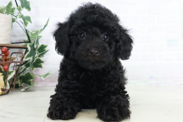 熊本県のトイプードル(トイ) (Coo&RIKU宇土シティモール店/2025年9月12日生まれ/男の子/ブラック)の子犬の1枚目の画像