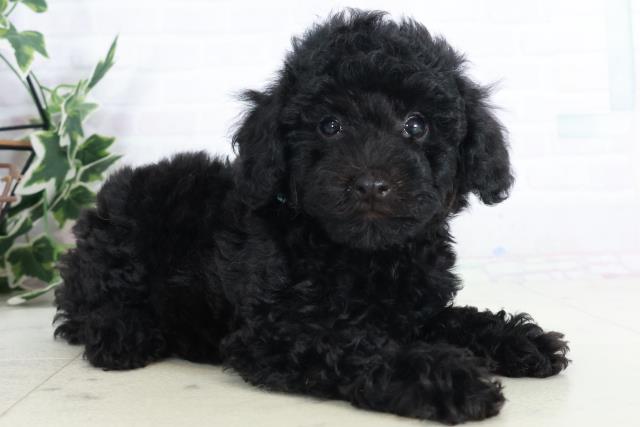 熊本県のトイプードル(トイ) (Coo&RIKU宇土シティモール店/2025年9月12日生まれ/男の子/ブラック)の子犬の2枚目の画像