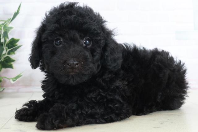 熊本県のトイプードル(トイ) (Coo&RIKU宇土シティモール店/2025年9月12日生まれ/男の子/ブラック)の子犬の3枚目の画像