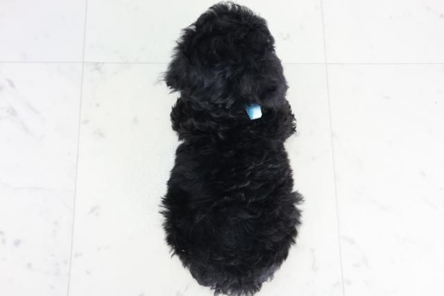 熊本県のトイプードル(トイ) (Coo&RIKU宇土シティモール店/2025年9月12日生まれ/男の子/ブラック)の子犬の4枚目の画像
