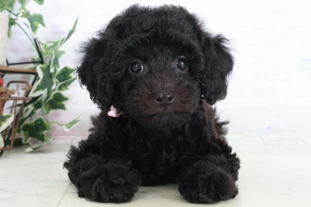 徳島県のトイプードル(トイ) (Coo&RIKU徳島店/2025年9月12日生まれ/女の子/ブラック)の子犬の1枚目の画像