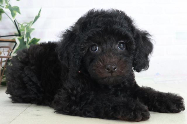 徳島県のトイプードル(トイ) (Coo&RIKU徳島店/2025年9月12日生まれ/女の子/ブラック)の子犬の2枚目の画像