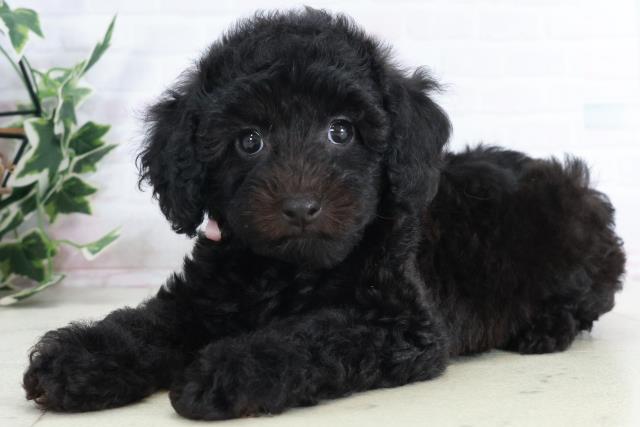 徳島県のトイプードル(トイ) (Coo&RIKU徳島店/2025年9月12日生まれ/女の子/ブラック)の子犬の3枚目の画像