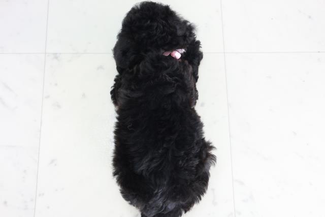徳島県のトイプードル(トイ) (Coo&RIKU徳島店/2025年9月12日生まれ/女の子/ブラック)の子犬の4枚目の画像