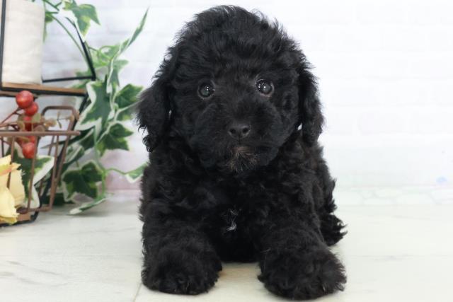 広島県のトイプードル(トイ) (Coo&RIKU福山店/2025年9月12日生まれ/女の子/ブラック)の子犬の1枚目の画像