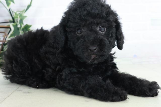 広島県のトイプードル(トイ) (Coo&RIKU福山店/2025年9月12日生まれ/女の子/ブラック)の子犬の2枚目の画像