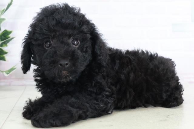 広島県のトイプードル(トイ) (Coo&RIKU福山店/2025年9月12日生まれ/女の子/ブラック)の子犬の3枚目の画像