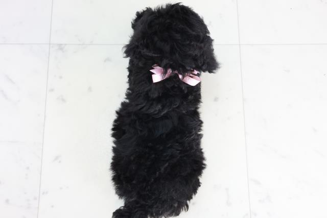 広島県のトイプードル(トイ) (Coo&RIKU福山店/2025年9月12日生まれ/女の子/ブラック)の子犬の4枚目の画像