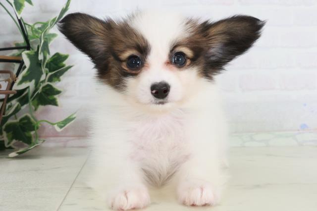 福岡県のパピヨン (Coo&RIKU黒崎店/2025年9月13日生まれ/男の子/ホワイトブラウン)の子犬の1枚目の画像