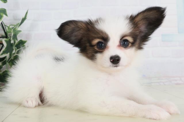 福岡県のパピヨン (Coo&RIKU黒崎店/2025年9月13日生まれ/男の子/ホワイトブラウン)の子犬の2枚目の画像