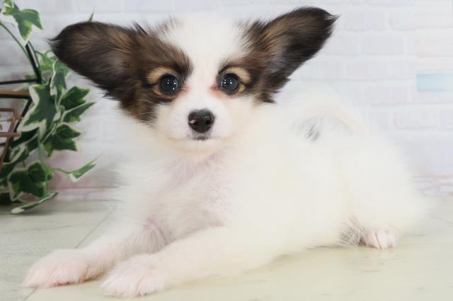 福岡県のパピヨン (Coo&RIKU黒崎店/2025年9月13日生まれ/男の子/ホワイトブラウン)の子犬の3枚目の画像