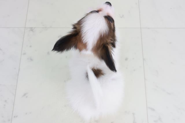 福岡県のパピヨン (Coo&RIKU黒崎店/2025年9月13日生まれ/男の子/ホワイトブラウン)の子犬の4枚目の画像