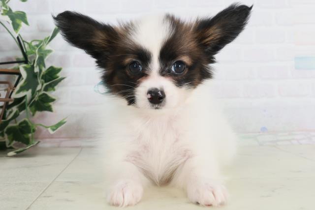 福岡県のパピヨン (Coo&RIKU福岡古賀店/2025年9月13日生まれ/男の子/ホワイトブラウン)の子犬の1枚目の画像