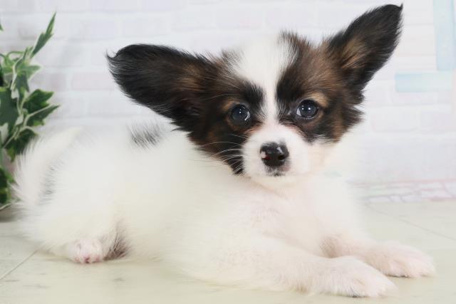 福岡県のパピヨン (Coo&RIKU福岡古賀店/2025年9月13日生まれ/男の子/ホワイトブラウン)の子犬の2枚目の画像