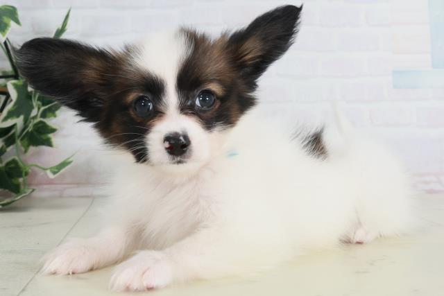 福岡県のパピヨン (Coo&RIKU福岡古賀店/2025年9月13日生まれ/男の子/ホワイトブラウン)の子犬の3枚目の画像