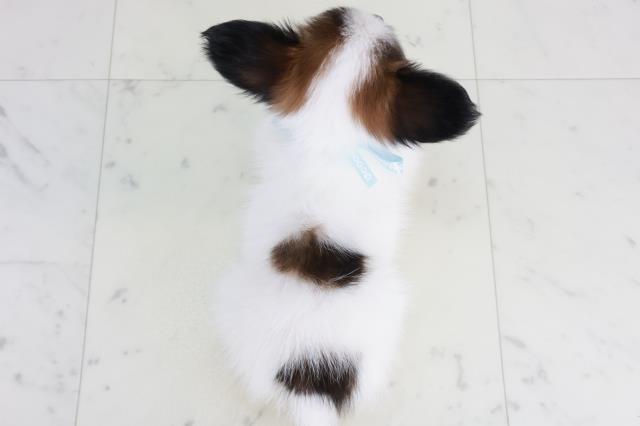 福岡県のパピヨン (Coo&RIKU福岡古賀店/2025年9月13日生まれ/男の子/ホワイトブラウン)の子犬の4枚目の画像