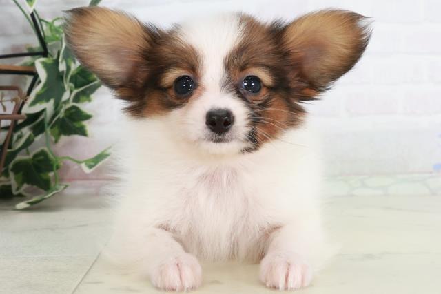 宮崎県のパピヨン (Coo&RIKU宮崎店/2025年9月13日生まれ/女の子/ホワイトブラウン)の子犬