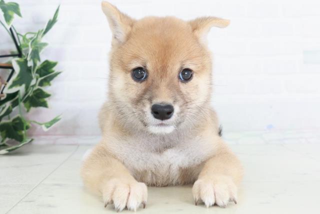 島根県の豆柴 (Coo&RIKU出雲店/2025年9月11日生まれ/男の子/赤)の子犬の1枚目の画像