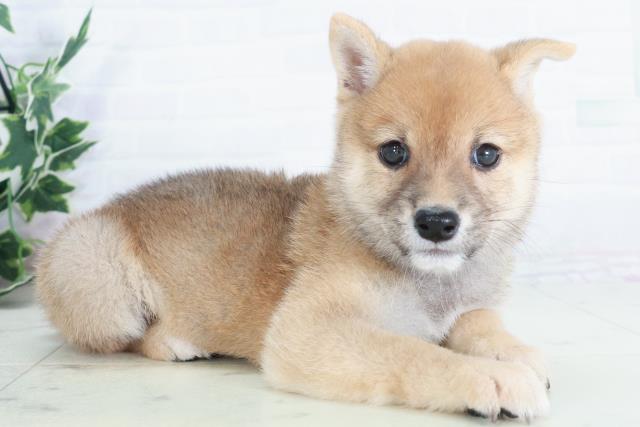 島根県の豆柴 (Coo&RIKU出雲店/2025年9月11日生まれ/男の子/赤)の子犬の2枚目の画像