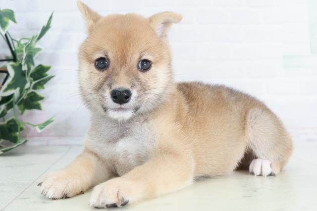 島根県の豆柴 (Coo&RIKU出雲店/2025年9月11日生まれ/男の子/赤)の子犬の3枚目の画像