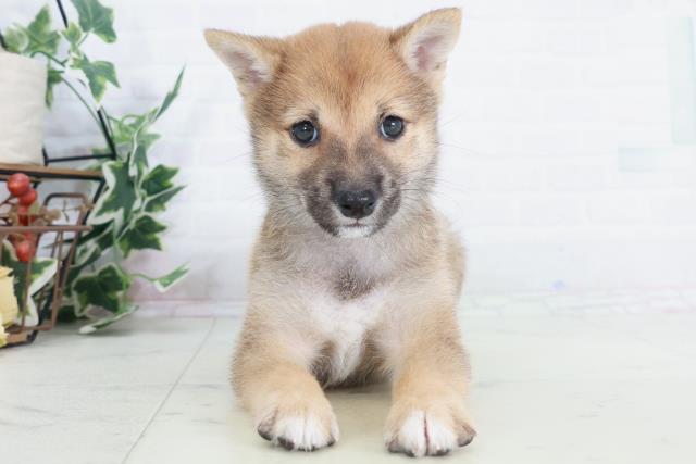 香川県の豆柴 (Coo&RIKU高松上福岡店/2025年9月11日生まれ/男の子/赤)の子犬の1枚目の画像