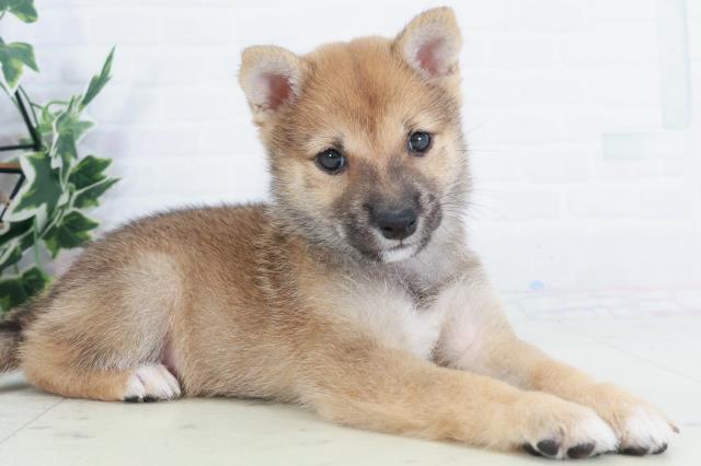 香川県の豆柴 (Coo&RIKU高松上福岡店/2025年9月11日生まれ/男の子/赤)の子犬の2枚目の画像