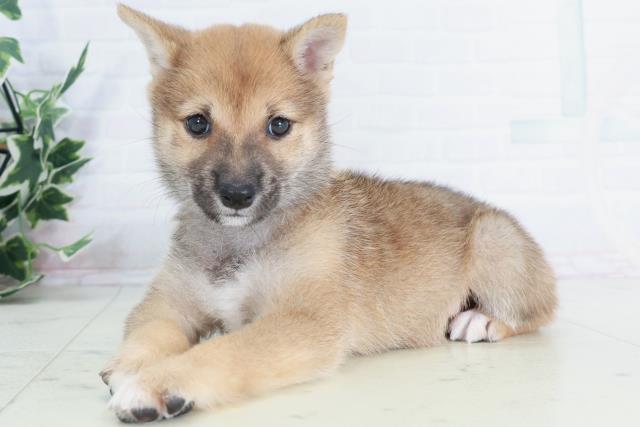 香川県の豆柴 (Coo&RIKU高松上福岡店/2025年9月11日生まれ/男の子/赤)の子犬の3枚目の画像