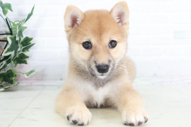 岡山県の豆柴 (Coo&RIKU岡山店/2025年9月11日生まれ/女の子/赤)の子犬