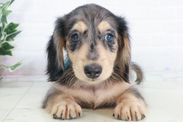 福岡県のミニチュアダックスフンド(ロング) (Coo&RIKUゆめタウン飯塚店/2025年9月12日生まれ/男の子/シルバーダップル)の子犬の1枚目の画像