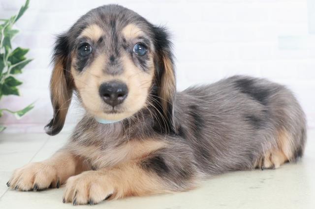 福岡県のミニチュアダックスフンド(ロング) (Coo&RIKUゆめタウン飯塚店/2025年9月12日生まれ/男の子/シルバーダップル)の子犬の3枚目の画像