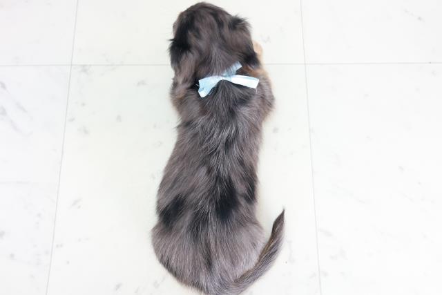 福岡県のミニチュアダックスフンド(ロング) (Coo&RIKUゆめタウン飯塚店/2025年9月12日生まれ/男の子/シルバーダップル)の子犬の4枚目の画像