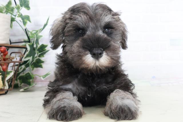 鳥取県のミニチュアシュナウザー (Coo&RIKUラ・ムー鳥取東店/2025年9月12日生まれ/男の子/ブラックシルバー)の子犬の1枚目の画像