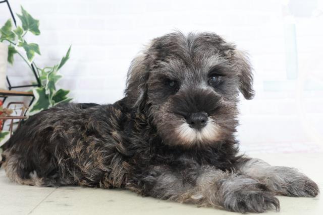 鳥取県のミニチュアシュナウザー (Coo&RIKUラ・ムー鳥取東店/2025年9月12日生まれ/男の子/ブラックシルバー)の子犬の2枚目の画像