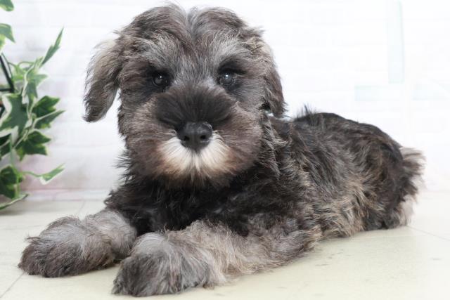 鳥取県のミニチュアシュナウザー (Coo&RIKUラ・ムー鳥取東店/2025年9月12日生まれ/男の子/ブラックシルバー)の子犬の3枚目の画像