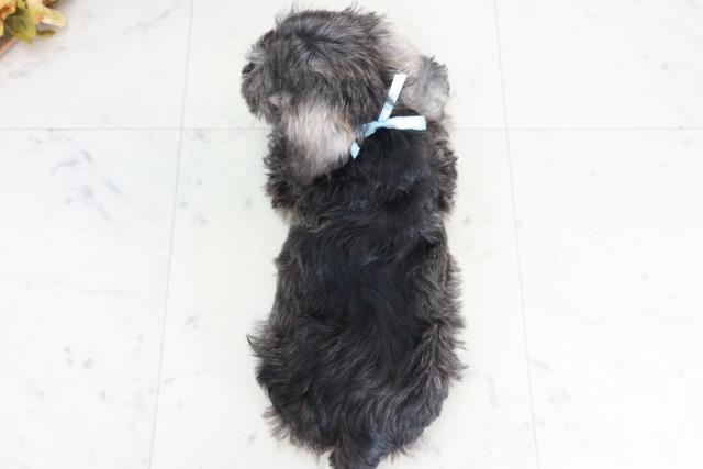 鳥取県のミニチュアシュナウザー (Coo&RIKUラ・ムー鳥取東店/2025年9月12日生まれ/男の子/ブラックシルバー)の子犬の4枚目の画像