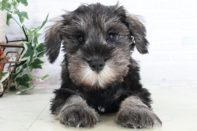 広島県のミニチュアシュナウザー (Coo&RIKU広島中央店/2025年9月12日生まれ/男の子/ソルトペッパー)の子犬の1枚目の画像