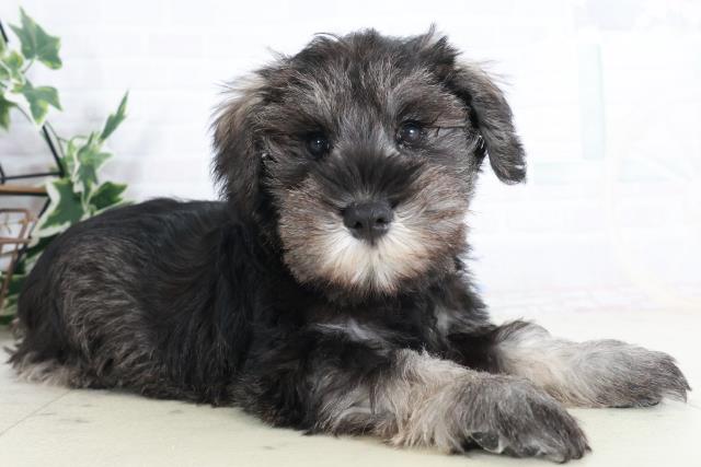 広島県のミニチュアシュナウザー (Coo&RIKU広島中央店/2025年9月12日生まれ/男の子/ソルトペッパー)の子犬の2枚目の画像