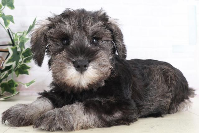 広島県のミニチュアシュナウザー (Coo&RIKU広島中央店/2025年9月12日生まれ/男の子/ソルトペッパー)の子犬の3枚目の画像