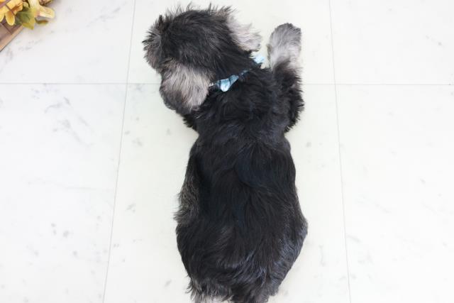 広島県のミニチュアシュナウザー (Coo&RIKU広島中央店/2025年9月12日生まれ/男の子/ソルトペッパー)の子犬の4枚目の画像