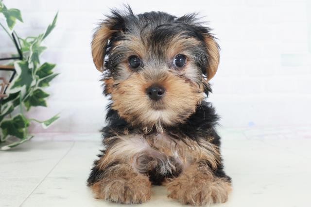 徳島県のヨークシャーテリア (Coo&RIKU徳島店/2025年9月12日生まれ/女の子/スチールブルータン)の子犬の1枚目の画像