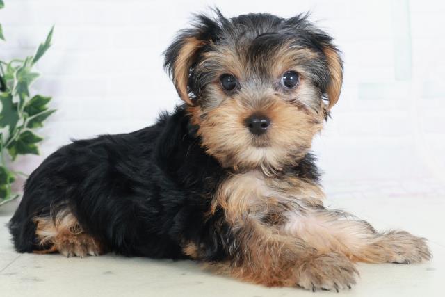 徳島県のヨークシャーテリア (Coo&RIKU徳島店/2025年9月12日生まれ/女の子/スチールブルータン)の子犬の2枚目の画像