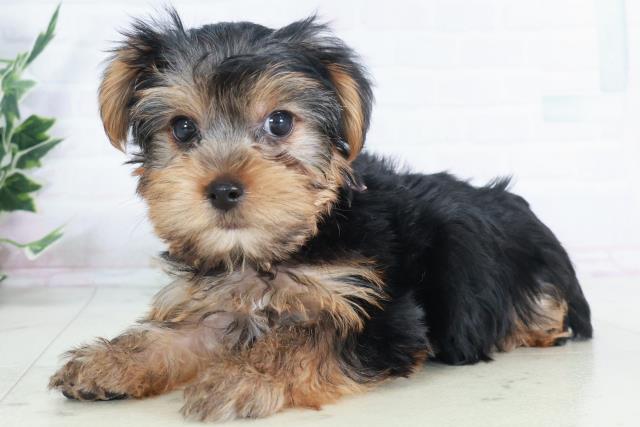 徳島県のヨークシャーテリア (Coo&RIKU徳島店/2025年9月12日生まれ/女の子/スチールブルータン)の子犬の3枚目の画像