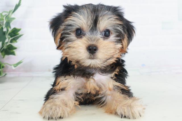 愛媛県のヨークシャーテリア (Coo&RIKUイオンタウン川之江店/2025年9月12日生まれ/女の子/スチールブルータン)の子犬の1枚目の画像