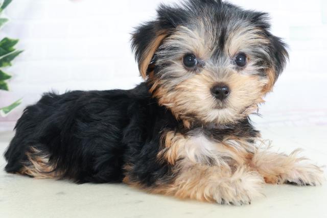 愛媛県のヨークシャーテリア (Coo&RIKUイオンタウン川之江店/2025年9月12日生まれ/女の子/スチールブルータン)の子犬の2枚目の画像