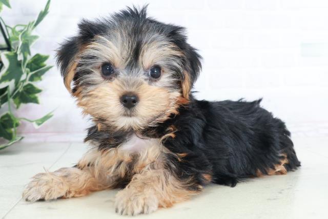 愛媛県のヨークシャーテリア (Coo&RIKUイオンタウン川之江店/2025年9月12日生まれ/女の子/スチールブルータン)の子犬の3枚目の画像