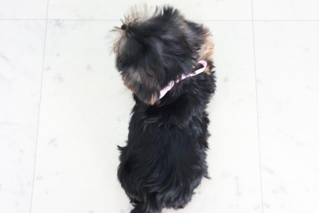 愛媛県のヨークシャーテリア (Coo&RIKUイオンタウン川之江店/2025年9月12日生まれ/女の子/スチールブルータン)の子犬の4枚目の画像