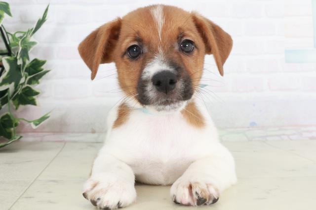 山口県のジャックラッセルテリア (Coo&RIKUサンパークあじす店/2025年9月13日生まれ/男の子/ホワイトタン)の子犬の1枚目の画像