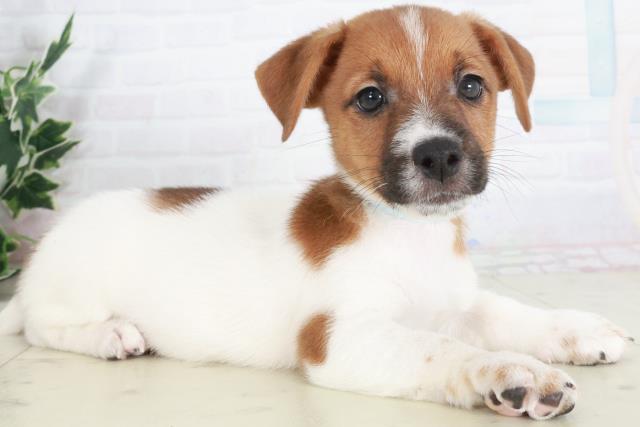 山口県のジャックラッセルテリア (Coo&RIKUサンパークあじす店/2025年9月13日生まれ/男の子/ホワイトタン)の子犬の2枚目の画像