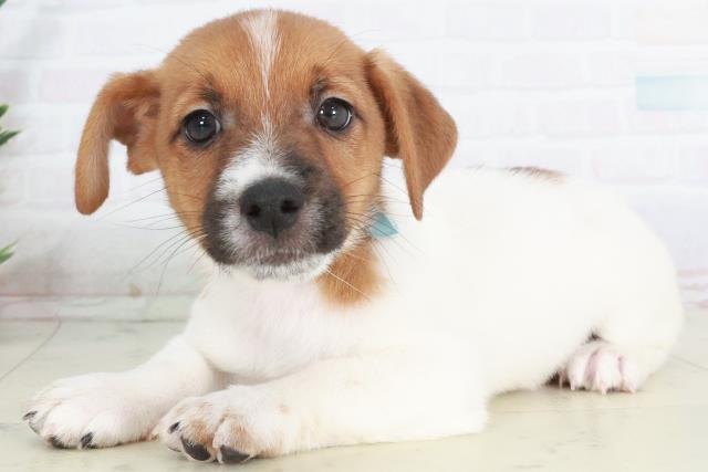 山口県のジャックラッセルテリア (Coo&RIKUサンパークあじす店/2025年9月13日生まれ/男の子/ホワイトタン)の子犬の3枚目の画像