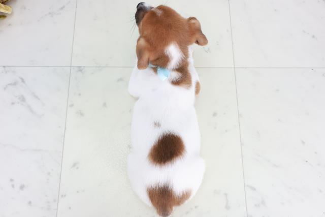 山口県のジャックラッセルテリア (Coo&RIKUサンパークあじす店/2025年9月13日生まれ/男の子/ホワイトタン)の子犬の4枚目の画像